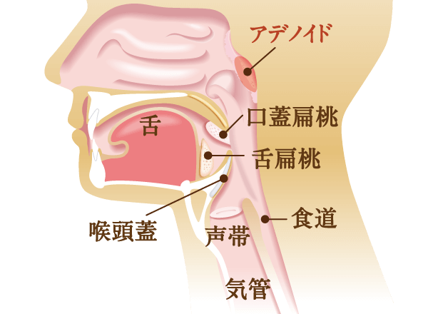 のどの病気 病気の話 北名古屋市鹿田の耳鼻咽喉科 アレルギー科ならみやもと耳鼻咽喉科
